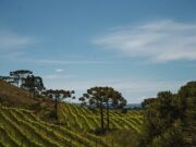 Da altitude à excelência: a evolução da vitivinicultura em São Joaquim