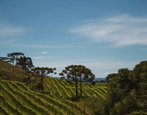 Da altitude à excelência: a evolução da vitivinicultura em São Joaquim