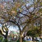 primavera-magica-florada-cerejeiras-sao-joaquim