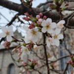 primavera-magica-florada-cerejeiras-sao-joaquim