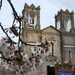 primavera-magica-florada-cerejeiras-sao-joaquim
