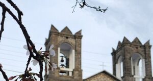 A primavera chegou e trouxe essa magia para São Joaquim com o Florescer das Cerejeiras