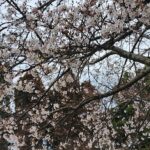 primavera-magica-florada-cerejeiras-sao-joaquim