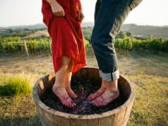 1ª Pisa da Uva em São Joaquim: Viva a Tradição da Vindima 2026 na Serra Catarinense