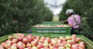 Safra 2026: São Joaquim inicia a colheita da maçã e projeta números recordes