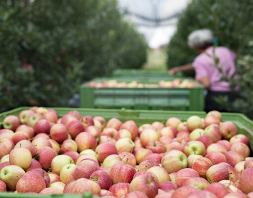 Safra 2026: São Joaquim inicia a colheita da maçã e projeta números recordes